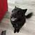 Solid black german shepard 2 thumbnail