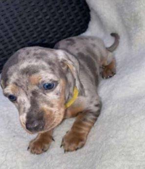 Bonded Pair Dachshund 1
