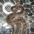 Boa boas python pythons snake snakes gecko geckos iguana 3 thumbnail