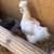 Silkie hens 2 thumbnail