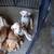 Beautiful Labrador puppies 6 thumbnail
