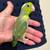 Tame parrotlet 1 thumbnail