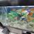Koi re homing 1 thumbnail