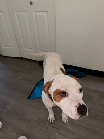 Pitbull blanco (Kennewick)