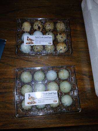 Quail eggs 1