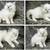 Ragdoll adoptedKittens, 1 thumbnail