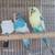 Parakeets/Bourkes 7 thumbnail