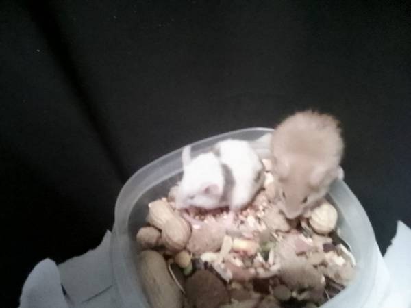 Pet mice (Visalia)63963774558978120
