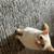 Cat 1 thumbnail