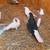 Afghan Pigeon 2 thumbnail