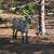 Nigerian drawf goat 3 thumbnail