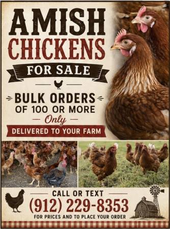 Amish Chickens 1