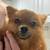 Missing Pomeranian 4 thumbnail
