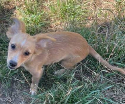 6month chihuahua [FREE] (Tacoma)63911483909251121