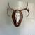 Whitetail Antler mounts 6 thumbnail