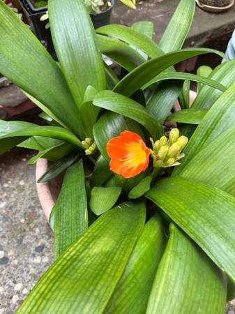 Bush lily & Begonia plant on sale 1