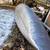Osagian 16 ft square back canoe with motor 3 thumbnail