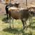 Jersey bull 2 thumbnail