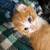 Kittens for free 4 thumbnail