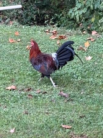 Game Chickens 1