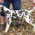 Dalmatian Adult Pair 4 thumbnail