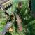 John Deere 810 Plow 5 thumbnail