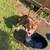 American Bullies Louis V x Zullou 1 thumbnail