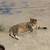 TABBY CAT OR AMERICAN BOBTAIL CAT 6 thumbnail