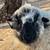 Valais wethers and Pygmy wethers 5 thumbnail