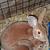 Meat rabbits/ pet 2 thumbnail