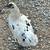 Chickens Ayam cemani 24 thumbnail