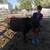 Mini jersey bull 3 thumbnail