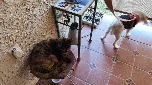 Rehoming a torti Cat (Mesa)63990137232131122