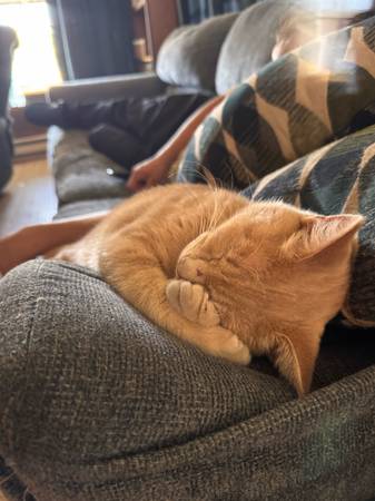 Female cat to good home (Centralia)63853558217859123