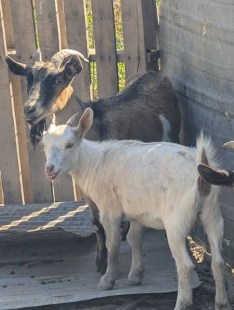 Mixed breed goats 1