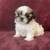 Shih Tzu puppies 3 thumbnail