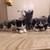 Adorable kittens 4 thumbnail