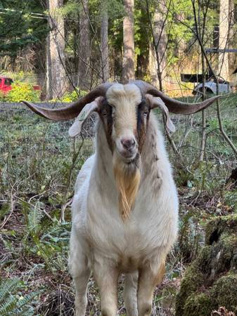 3/4 Kiko 1/4 Boer Buck 1