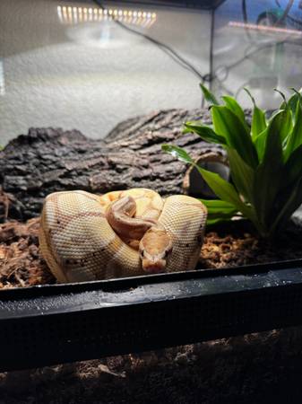 Banana Ball Python & Milk Snake – Rehoming fee w/ Complete Setup & Supplies 1
