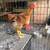 Gallinas 8 thumbnail