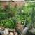Mini Lilly Pads for Goldfish Ponds 1 thumbnail