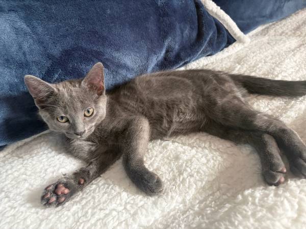 ¡¡¡Adorable gatita lista para su nuevo hogar!!! (Chicago)
