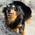 Adorable small rescue dog 1 thumbnail
