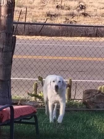 ASAP Need, a man , for work on a 3 acre ranch for disabled woman 1