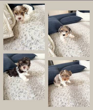 REHOMEING PUPS 1