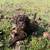 Chocolate double doodle puppy 2 thumbnail