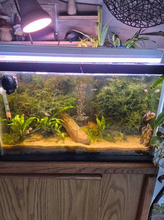 10 gallon tank and occupants 1