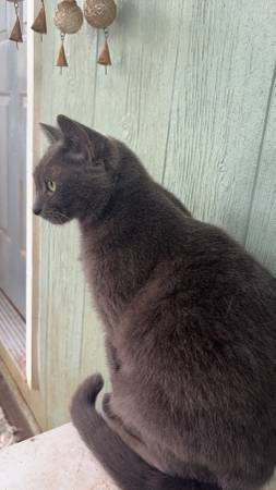 Russian grey adult female (Bloomingdale)63872131875715120