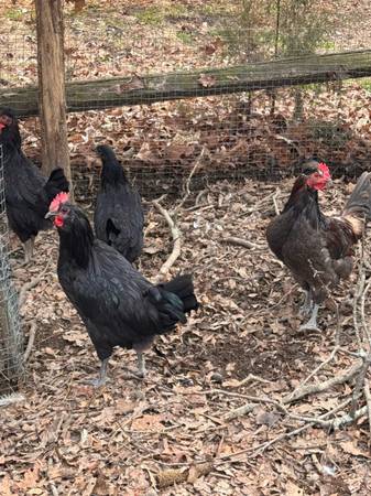 Young Roosters – Pet/Farm Home Only 🐓 1