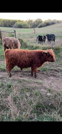 Scottish highland bull calf 1